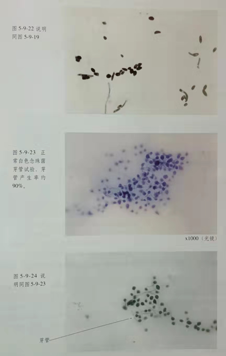 �Ϲ�NG��28(�й���)����Ʒ���������޹�˾