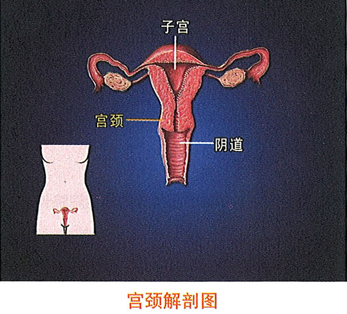 �Ϲ�NG��28(�й���)����Ʒ���������޹�˾